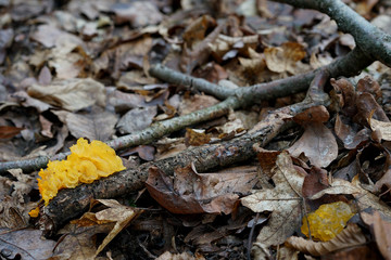 yellow brain, a parasitic fungus on a withered branch in the forest