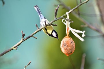 Great tit flying to a branch with hanging bullet with seeds for feeding in winter