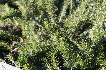 Rosemary (Salvia rosmarinus, Rosmarinus officinalis) close-up, rosmary growing in the garden - Image