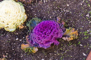 Violet and white ornamental kale (Brassica oleracea var. acephala), ornamental cabbage - Image