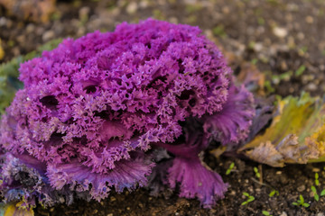 Violet ornamental kale (Brassica oleracea var. acephala) closeup, decorative purple cabbage - Image