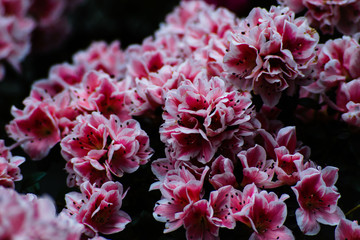 Pink and white azalea flowers against dark background