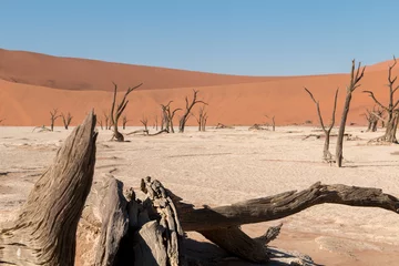 Foto op Canvas Deadvlei is a white clay pan located near the more famous salt pan of Sossusvlei, inside the Namib-Naukluft Park in Namibia © Cees van Vliet