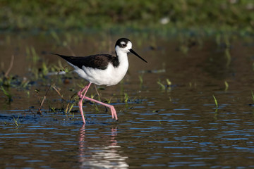 Black necked stilt walking through the swamp searching for food