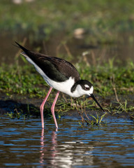 Black necked stilt walking through the swamp searching for food