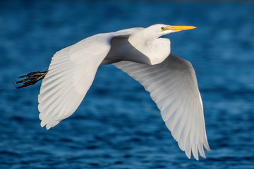 Close up of a great white egret soaring in a beautiful blue sky