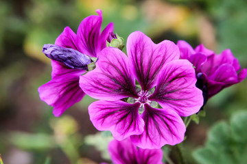 die wunderschöne lila farbene Blüte einer Blume