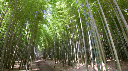 宇都宮市　若山農場の孟宗竹