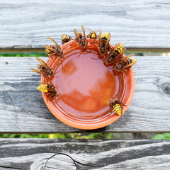 Hornissen - Schale mit Zuckerwasser