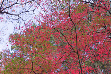 Autumn leaves of Bishamon-do, Yamashina-ku, Kyoto