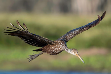 Limpkin soaring with wings up and neck outstretched
