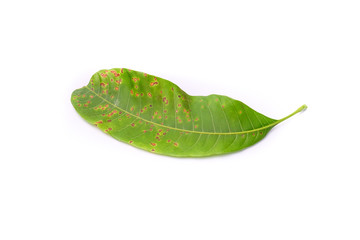 Fototapeta na wymiar green mango leaf isolated on white background