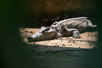 Crocodile is sunbathing Within the Sakon Nakhon Zoo