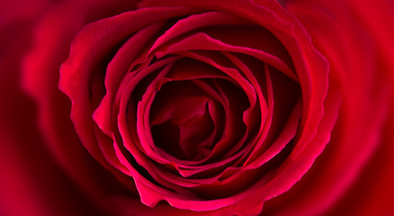 Close up image of a red rose flower, macro detail