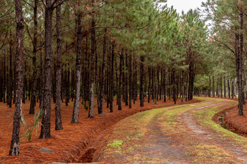 Pine trees lined the road in the winter - Florida, USA