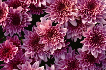  pink chrysanthemum flowers blooming in garden