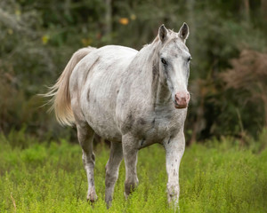 Obraz na płótnie Canvas White horse walking through a pasture