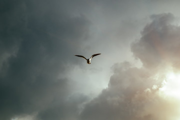 A flying seagull bird in the sky amid gloomy clouds during an impending thunderstorm. Natural...