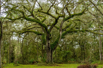 Large tree covered in moss - green 