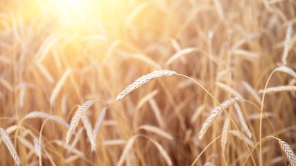 Ears of golden wheat closeup. Wheat field. Beautiful agriculture background