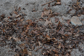 Natural debris washed up on the shore of Lake Erie. Sand, leaves, pebbles, rocks on the shoreline.