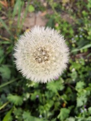 dandelion in grass