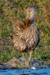 Limpkin preening his beautiful brown and white fethers