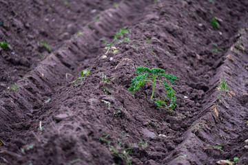 a plowed field ready  for the new seed