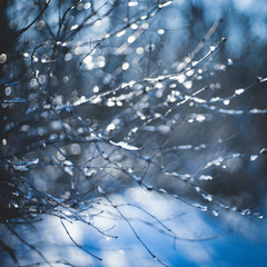 blurred background thin branches in ice, forest in the snow, winter sunny day.