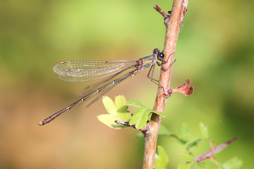  Libelle, Prachtlibelle oder Kleinlibelle im Herbst