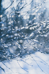 blurred background thin branches in ice, winter forest in the snow.