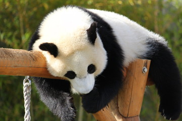 Obraz premium 寝ているパンダ