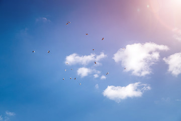 Freedom and spirituality concept. Swarm of birds on the blue sky.