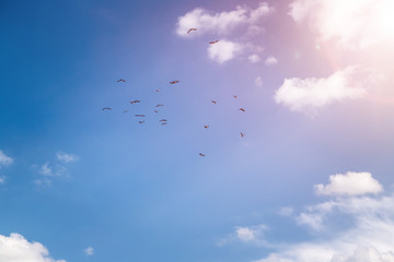 Freedom and spirituality concept. Swarm of birds on the blue sky.