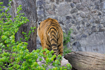 Tiger walking 