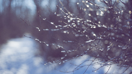 Thin branches covered with ice in a winter forest, blurred.
