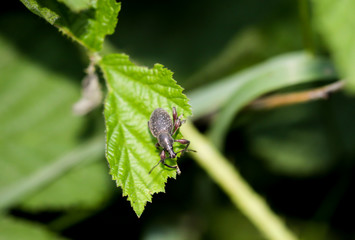 ein Käfer, Rüsselkäfer auf einem Blatt eines Baumes
