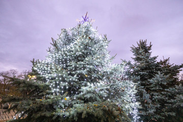 Christmas tree with lights glowing under the purple sky