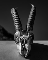 goat skull macro close up in the desert