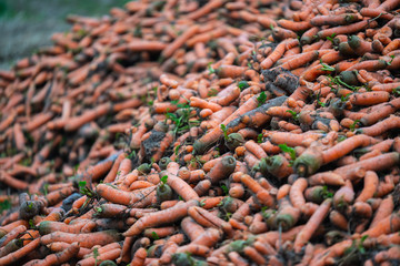 Freshly  picked organic carrots are lying in a heap on the edge of the  field