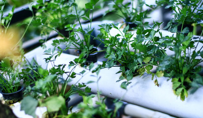 Celery leaves grow in hydroponic pots.