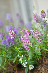 Pink flowers on beautiful bokeh background.