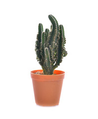Cactus isolated on white