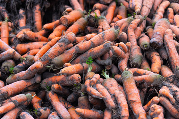 Fototapeta premium Freshly picked organic carrots are lying in a heap on the edge of the field