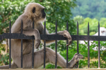 Monkey relaxing on metal fence