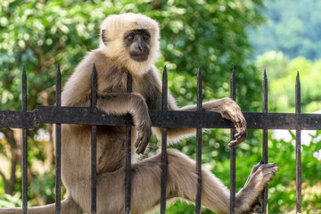 Monkey relaxing on metal fence