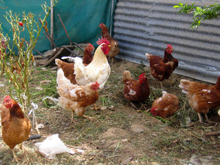 hen and chickens