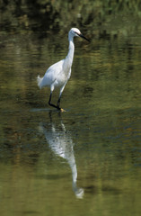 Aigrette garzette, .Egretta garzetta, Little Egret,