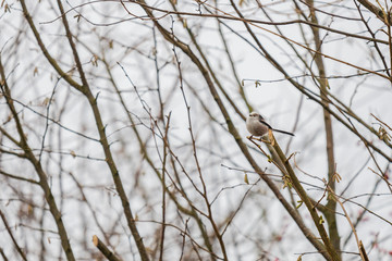 a tailed tit sits in a bare tree  during winter