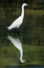 Aigrette garzette, .Egretta garzetta, Little Egret,